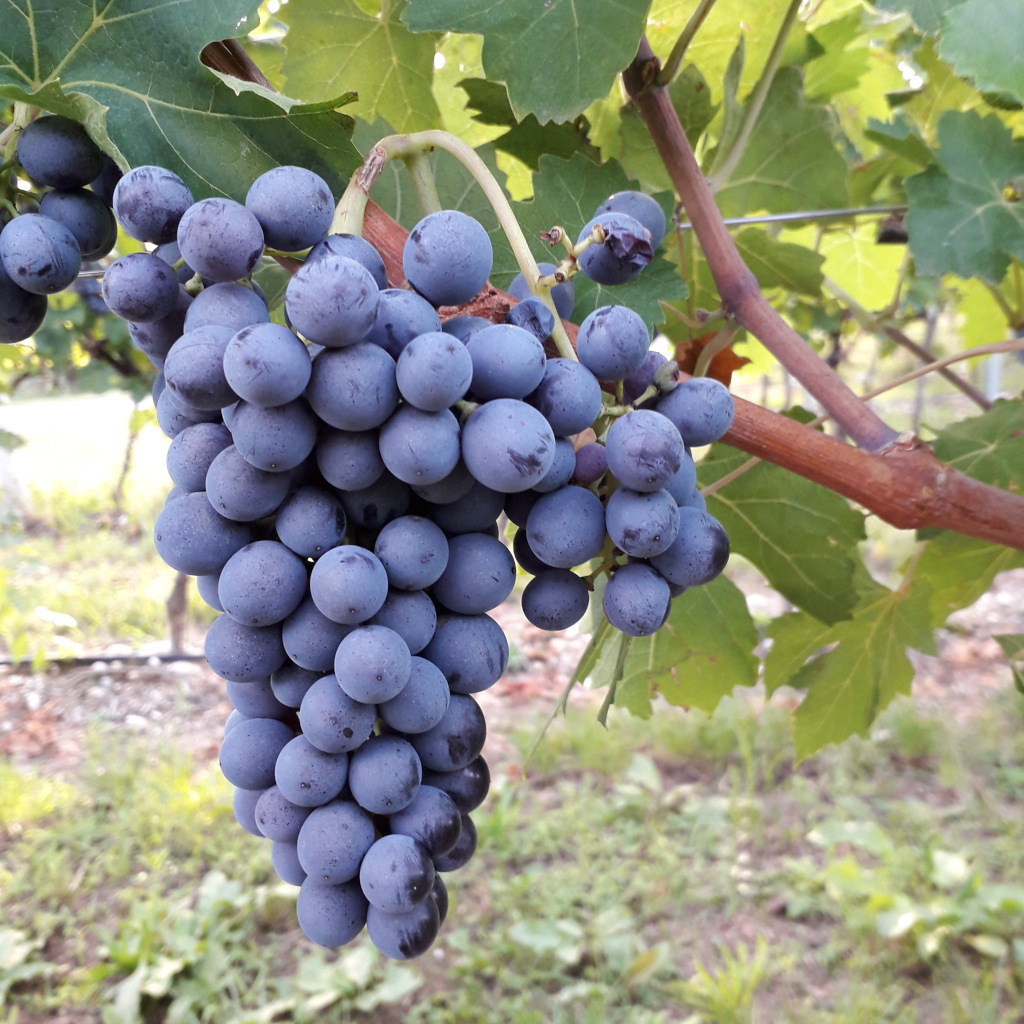 Vigneti Amarone